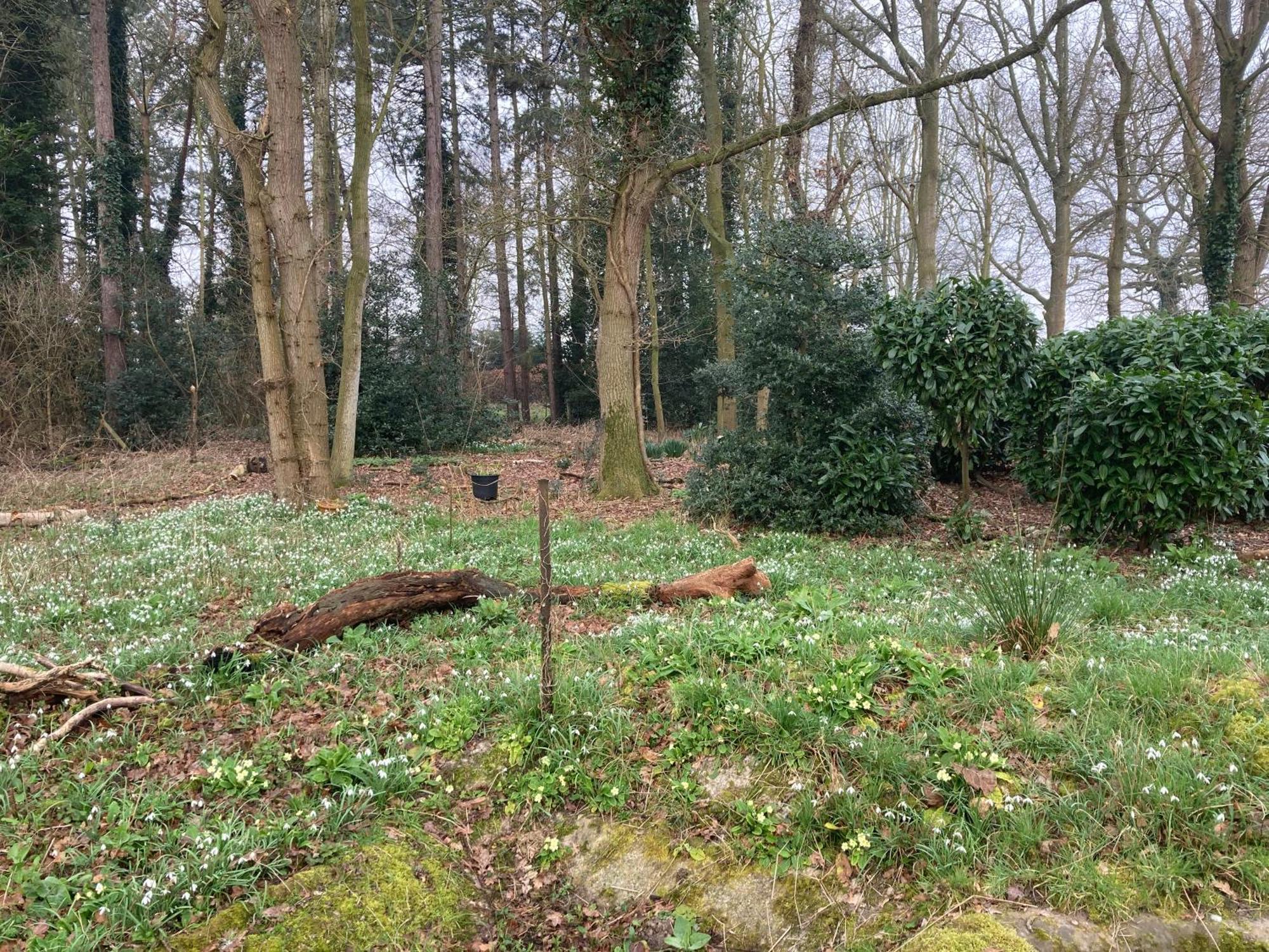 Woodland Retreat, Market Lane, Blundeston, Lowestoft Kültér fotó